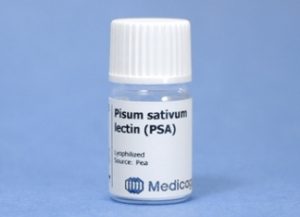 Pisum Sativum Lectin (PSA) (25 mg)