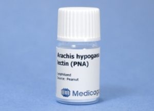 Arachis Hypogaea Lectin (PNA) (10 mg)