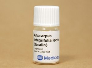 Artocarpus Integrifiolia Lectin (Jacalin) (100 mg)