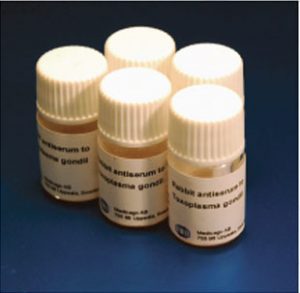 Rabbit Antiserum against Toxoplasma Gondii (1 mL)
